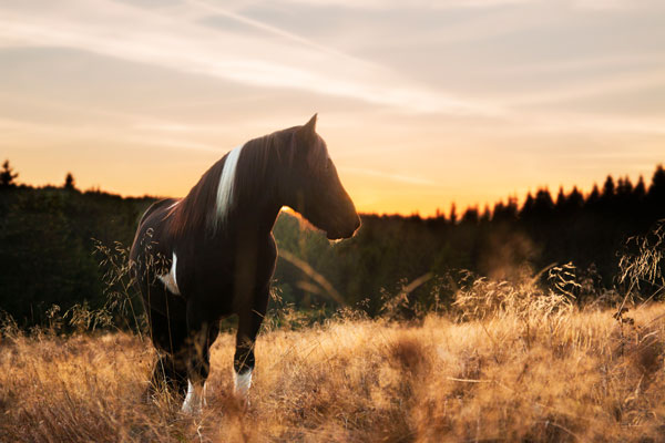 Islandpony im Sonnenuntergang